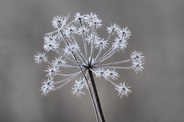 Closeup of a flower covered in ice on a winter morning