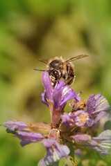 Frontal close up of a male hairy-footed flower bee , Anthophora plumipes sipping nectar