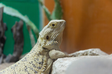 lizard sitting looking into the lens