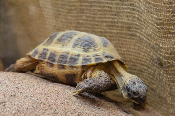 land turtle crawling on the sand