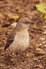 Closeup of the northern mockingbird ,  Mimus polyglottos in Hudson state park , New York