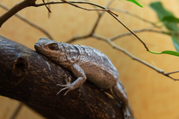lizard sitting looking into the lens