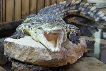 crocodile lies with open mouth