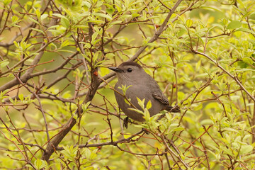 Closeup of the gray catbird , Dumetella carolinensis , in Hudson state park, New York