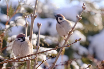 A puffed tree sparrow on a branch in the garden 