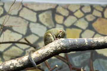 lemur sitting looking the other way