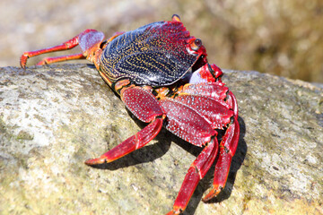 rote_Klippenkrabbe
