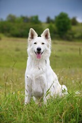 White Swiss Shepherd dog sits in the flower meadow Weisser Schweizer Schäferhund