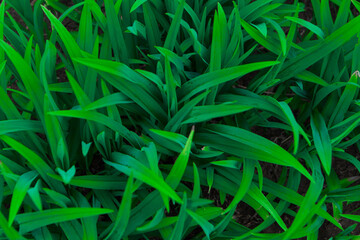 Green leaves close up. The spring bloom. Grass as the background