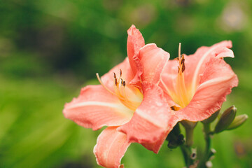 Fototapeta premium spring lily bloom. the concept of International Women's Day on March 8