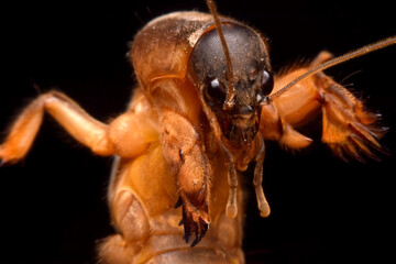 Closeup gryllotalpidae on black background