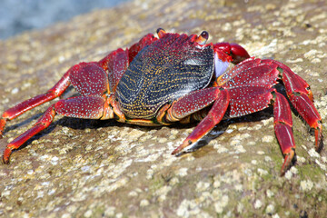 rote_Klippenkrabbe