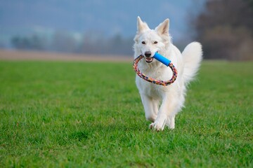 Naklejka na ściany i meble White Swiss Sherherd - Berger Blanc Suisse runs with tires in the field or meadow