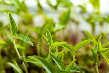 microgreen Foliage Background. Close-up of mash microgreens. Seed Germination at home. Vegan and healthy eating concept. Sprouted mash germinated from high quality organic plant seed.