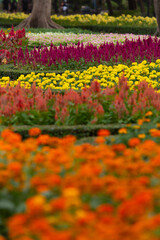 The Narrowleaf Zinnia and Mexico Zinnia is grown in a colorful flower garden.