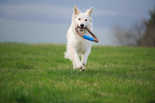 White Swiss Sherherd - Berger Blanc Suisse runs  with tires in the field or meadow