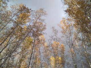 treetops in a birch forest with branches autumn leaves in the sky Siberian nature