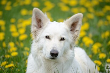 White Swiss Shepherd dog lies in the flower meadow Weisser Schweizer Schäferhund