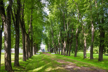 Fototapeta na wymiar Linden alley of the Serednikovo estate and the main house on a summer day