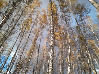 Fototapeta premium treetops in a birch forest with branches autumn leaves in the sky Siberian nature