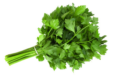 Leafy celery herb