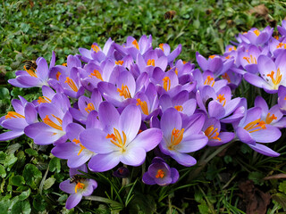 Spring flower purple crocus with insects