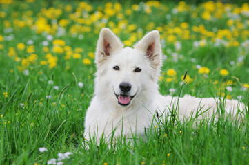 White Swiss Shepherd dog lies in the flower meadow Weisser Schweizer Schäferhund