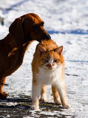 Ginger dog and ginger cat, photo
