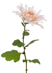 Naklejka na ściany i meble Pink flowers of ofchrysanthemum, isolated on white background