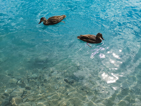 Ducks Swimming On Stockton Lake