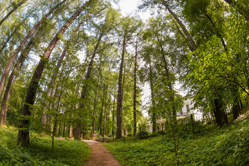 Hiking trail in a pine forest on a summer day