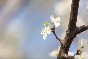 Close up of white flowers on cherry