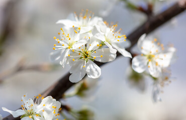 Close up of white flowers on cherry