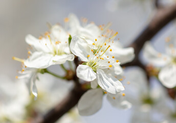 Close up of white flowers on cherry