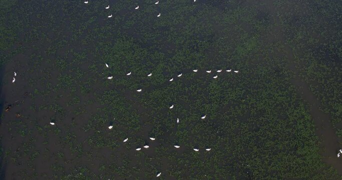 Aerial view of the wetland with the mute swans, Crna Mlaka, Croatia