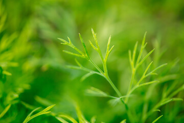 Green leaves of dill as background.