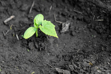 Cucumber sprout in the spring.
