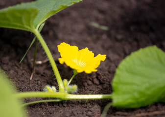 Yellow flowers on a melon in the garden.