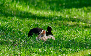 Sweet rabbits lie in a flower meadow