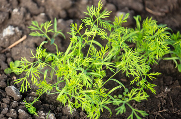 Dill bunches grow in the ground