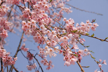 Obraz premium 桜の花と青空