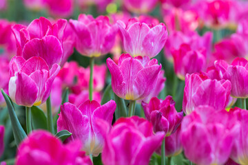 Fresh colorful tulip flowers in the garden at spring day