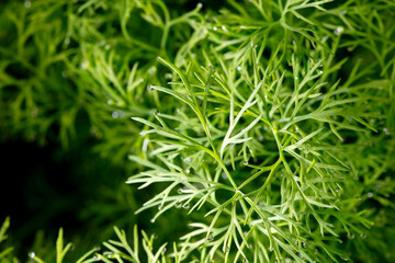 Green leaves of dill as background.