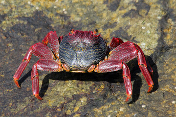 rote_Klippenkrabbe