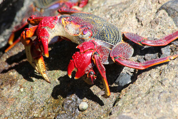 rote_Klippenkrabbe
