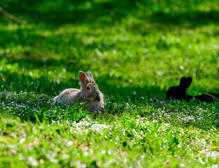 Sweet rabbits lie in a flower meadow