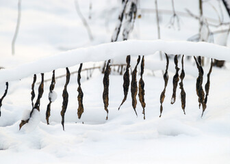 abstract snow texture, snow and frozen grass, shadows on the snow