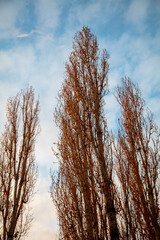 Bare branches on a tree at sunset.