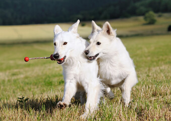 two White Swiss Sherherd - Berger Blanc Suisse runs in the field or meadow