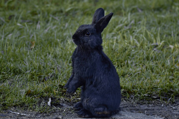 black sweet bunny in meadow